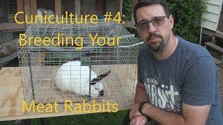 Cuniculture #4  Breeding Your Homestead Meat Rabbits