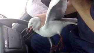 Sea gull catch