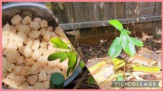 Removing Invasive Cape Gooseberry  Planting Rare Tropical Tree