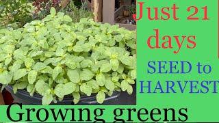 Can you believe growing and harvesting greens can be so easy?