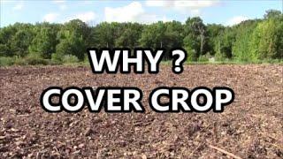 COVER CROPS in your Garden WHY you Need THEM