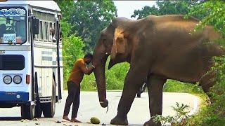 An amazing incident between a fearless man and a wild elephant on the forest road