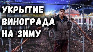 Укрытие винограда на зиму самый простой и надёжный способ