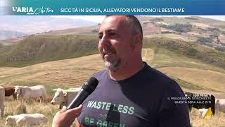 Siccità in Sicilia allevatori vendono il bestiame