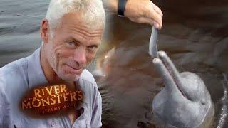 The Unlikely Predator Of The Piranha  DOLPHIN  River Monsters
