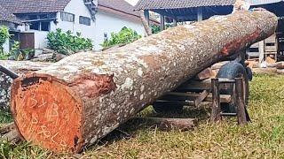 sawing durian wood 4.2 meters long