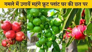 गमले में फ्रूट प्लांट कैसे उगाएं  Gamle me fruit plant kaise ugaye  How to grow fruit plant in pot