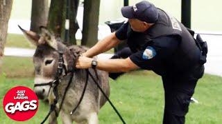 Cop Chases Criminal On A Donkey  Just For Laughs Gags