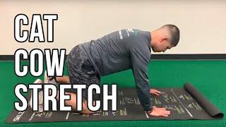 Cat Cow Stretch  Relieve Back Pain with Leo Lopez