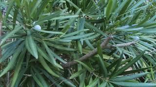 Long-leaved podocarp or Buddhist pine  Dolgolistni podokarp