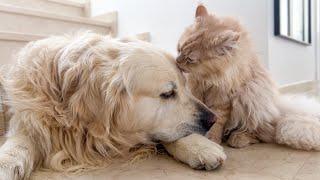 Golden Retriever Gets Love from a Cat Cuteness Overload
