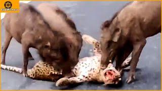 Incredible  Warthogs Fierce Revenge For Leopard For Daring To Attack Baby Warthog  Animal World