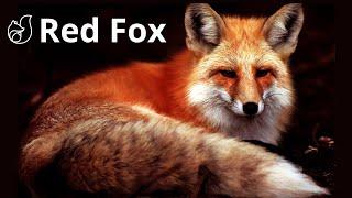 The Cunning and Intelligence of the Incredible Red Fox Vulpes Vulpes