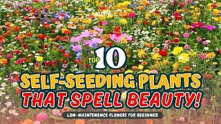 TOP 10 SELF-SEEDING PLANTS THAT SPELL BEAUTY   Gardening Ideas