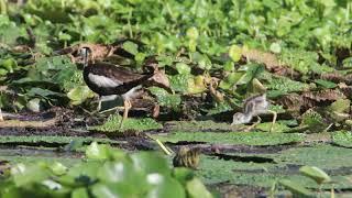 Pheasant-tailed jacana babies 15 days old feeding themselves 小水雉15天大自行覓食