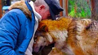 Hunter Fed Dying Pregnant Wolf All Winter. 1 Year Later He Heard A Strange Sound And Instantly Cried