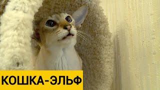 Кошка-эльф и кошка-инопланетянка особенности редкой породы