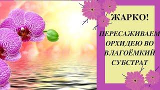 Жарко Пересаживаю орхидею в более влагоемкий субстрат