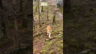 Amur tiger at the Highland Wildlife Park #shorts #tiger #animals #nature #wildlife