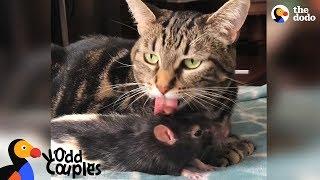 Cat And Rat Love Each Other SO Much - GALAXY & BERNIE  The Dodo Odd Couples