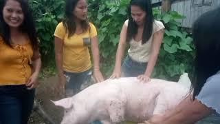 womens butchering the pig