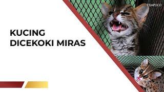 Polisi Jelaskan Kronologi Video Kucing Dicekoki Ciu