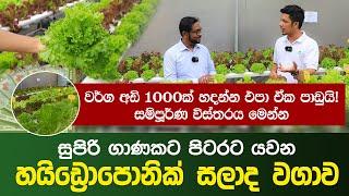 සුපිරි ගාණකට පිටරට යවන හයිඩ්‍රොපොනික් සලාද වගාව  How to do Hydroponic farming in Sri Lanka