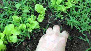 How to Weed Around the Small Vegetables in the Garden