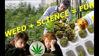 Medical marijuana Know a lot about your pot