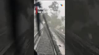 Cayó un árbol en las vías del Metro CDMX en la interestación Jamaica-Fray Servando.