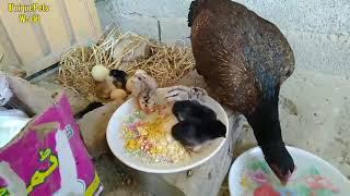 My imported Malaysian aseel hatching eggs 21 days complete process.i love you song 2024