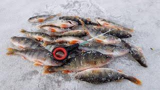 Открыл сезон на БЕЗМОТЫЛКУ  Зимняя рыбалка на окуня