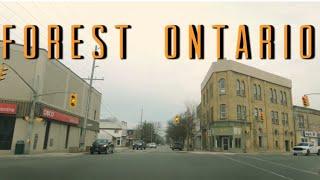 Forest Ontario 4K canada 