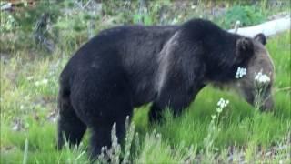 grizzly approaching van filmed with iphone 6s.