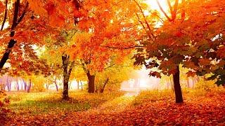 Relaxing Beautiful Instrumental Music Peace Instrumental Music Flowers in October By Tim Janis