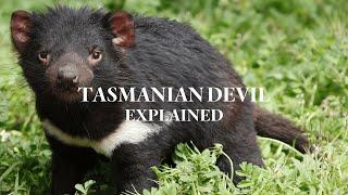 EXPLAINED Tassie Devil