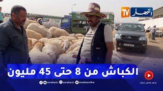 وهران  في أخر سوق للمواشي قبل العيد  ..  أسعار الكباش بين 8 و 45 مليون سنتيم 