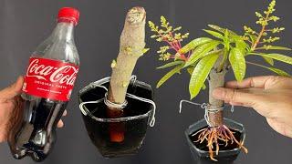 Growing Mango Tree From Cutting In A Coca-Cola  Coca-Cola Experiment