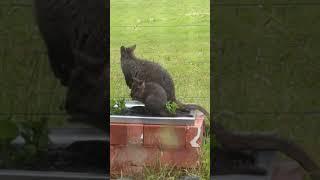 Pademelon eating our potatoes