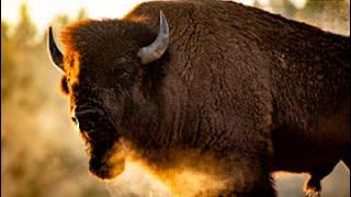 FACING THE STORM STORY OF THE AMERICAN BISON  Full Exclusive Nature Documentary  English HD 2022