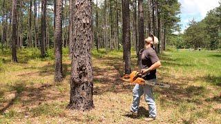 Felling Trees This Makes Me Nervous Every Time