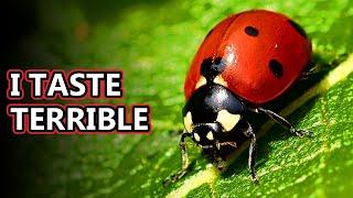 Ladybug facts aka ladybeetle facts  Animal Fact Files