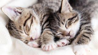 528 Hz Soothing Music for Cats to Relieve Stress and Anxiety with cat purring sounds