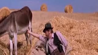donkey funny video.
