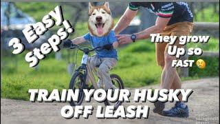 Teach your Husky to be off-leash Forever 3 easy steps