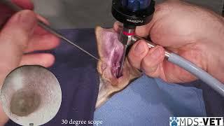 HD Video Otoscopy Techniques from MDS-Vet www.mdsvet.com