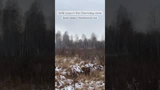 Wild cows in Chernobyl  Дикие коровы в Чернобыле #chernobyl