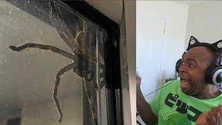 try not to get scared challenge HUGE BUG EDITION