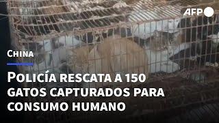 Policía china rescata a 150 gatos capturados para consumo humano  AFP