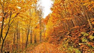 Relaxing Virtual Drive Around Incredible Autumn Forest Full Of Colours